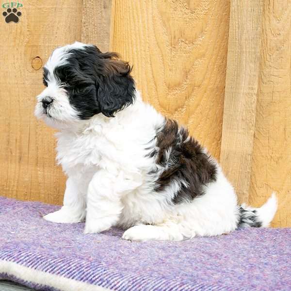 Fluffy, Shih-Poo Puppy
